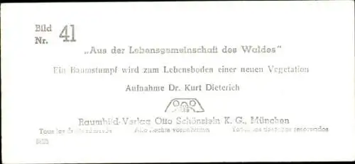 Stereo Foto Aus der Lebensgemeinschaft des Waldes, Baumstumpf