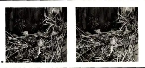 Stereo Foto Aus der Lebensgemeinschaft des Waldes, Abbau alten Holzes