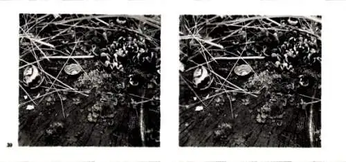 Stereo Foto Aus der Lebensgemeinschaft des Waldes, Zersetzung des Stockholzes