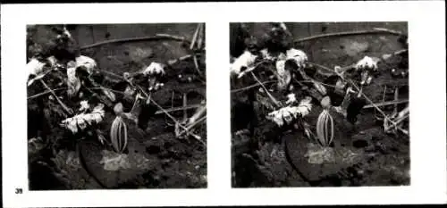 Stereo Foto Aus der Lebensgemeinschaft des Waldes, Aufarbeitung der Holzreste