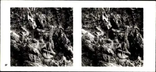 Stereo Foto Aus der Lebensgemeinschaft des Waldes, Ameisen und Pilze als Humusbilder