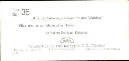 Stereo Foto Aus der Lebensgemeinschaft des Waldes, Pilze arbeiten am Abbau alten Holzes