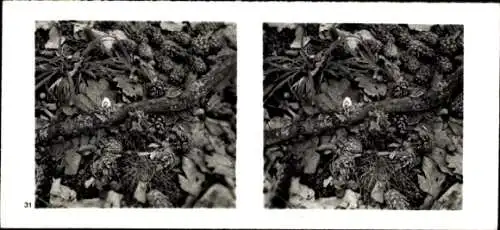 Stereo Foto Aus der Lebensgemeinschaft des Waldes, Bodendecke