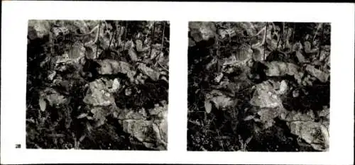 Stereo Foto Aus der Lebensgemeinschaft des Waldes, Besiedelung des Felsens