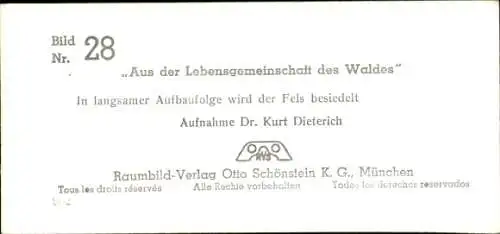 Stereo Foto Aus der Lebensgemeinschaft des Waldes, Besiedelung des Felsens