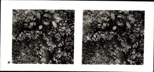 Stereo Foto Aus der Lebensgemeinschaft des Waldes, Flechten