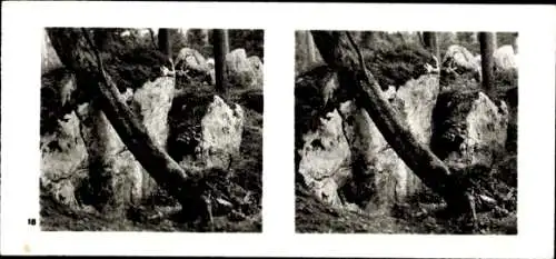 Stereo Foto Aus der Lebensgemeinschaft des Waldes, umgestürzte Fichte