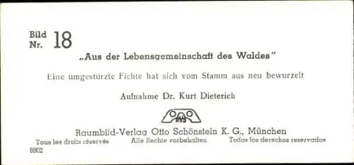 Stereo Foto Aus der Lebensgemeinschaft des Waldes, umgestürzte Fichte