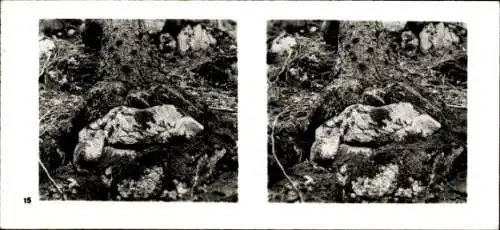Stereo Foto Aus der Lebensgemeinschaft des Waldes, Hochgebirgs-Flechten auf Felsenboden