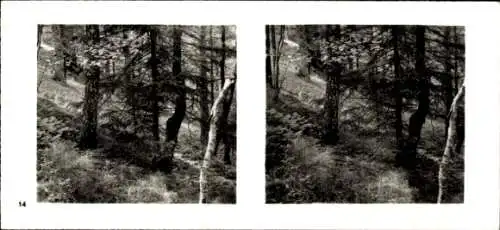 Stereo Foto Aus der Lebensgemeinschaft des Waldes, Schwarz-Erlen und Eschen