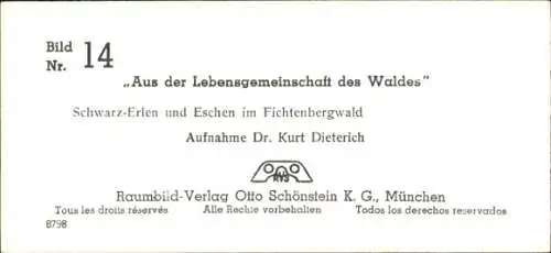 Stereo Foto Aus der Lebensgemeinschaft des Waldes, Schwarz-Erlen und Eschen