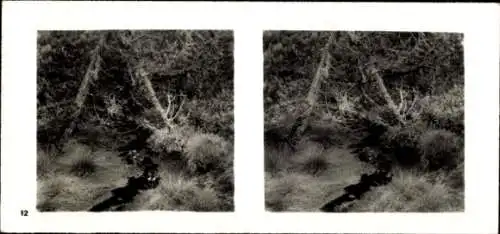 Stereo Foto Aus der Lebensgemeinschaft des Waldes, Bergkiefern-Urwald im Hochmoor