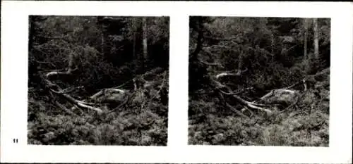 Stereo Foto Aus der Lebensgemeinschaft des Waldes, alte Vegetation wird verdrängt