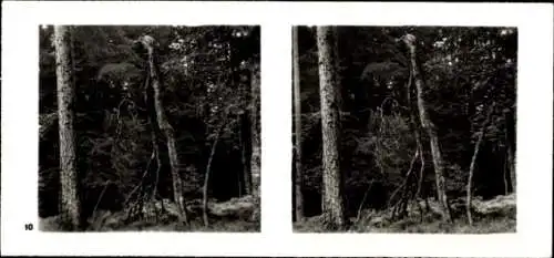 Stereo Foto Aus der Lebensgemeinschaft des Waldes, Übergangsvegetation im Hoch-Schwarzwald