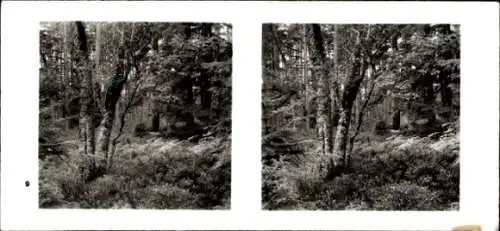 Stereo Foto Aus der Lebensgemeinschaft des Waldes, zwischen Hochwald und Miß-Bildung