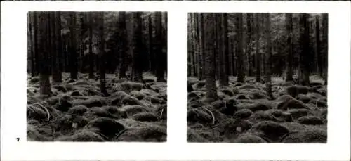 Stereo Foto Aus der Lebensgemeinschaft des Waldes, Tannenhochwald