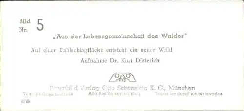 Stereo Foto Aus der Lebensgemeinschaft des Waldes, Kahlschlagfläche