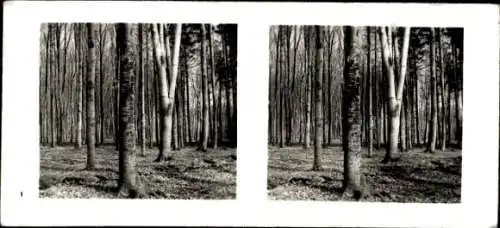 Stereo Foto Aus der Lebensgemeinschaft des Waldes, Buchenwald