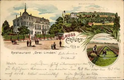 Litho Erfurt in Thüringen, Restaurant Drei Linden, Brunnenkress Kulturen