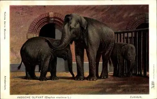 Künstler Ak Koekkoek, MA, Indischer Elefant, Elephas maximus L.