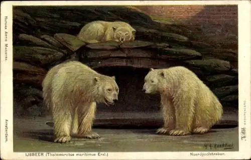 Künstler Ak Koekkoek, MA, Eisbär, Thalassarctus maritimus