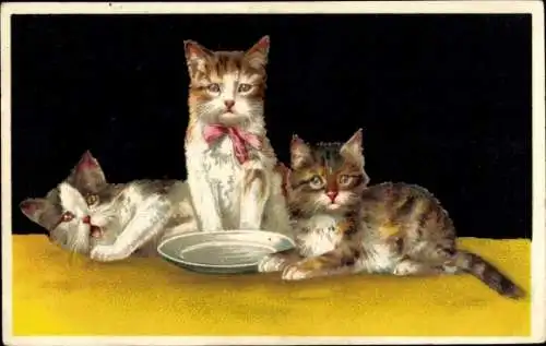 Ak Drei junge Katzen, Teller