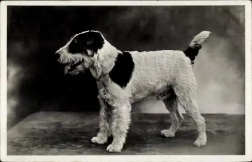 Ak Terrier, Hund, Tierportrait