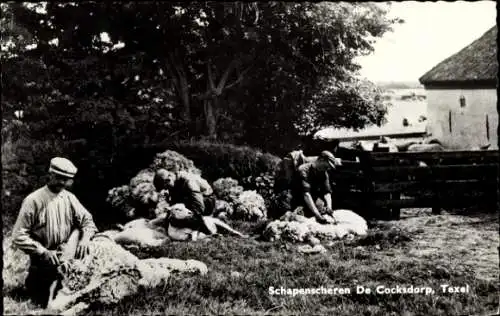 Ak Texel Nordholland Niederlande, Schapenscheren De Cocksdorp