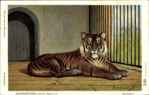 Künstler Ak Koekkoek, MA, King Tiger, Uncia tigris L.