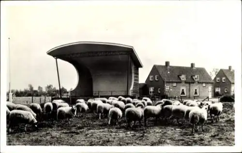 Ak Schafe, Schafherd, Landwirtschaft