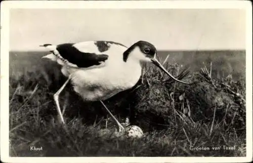 Ak Texel Nordholland Niederlande, Säbelschnäbler mit Gelege