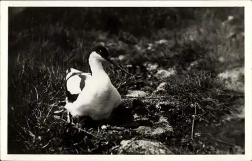 Ak Texel Nordholland, Vogel, Säbelschnäbler