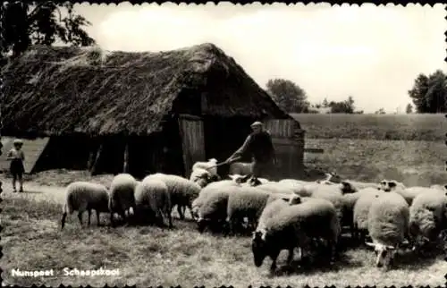 Ak Nunspeet Gelderland, Schafherde, Schaf, Hirte, Landwirtschaft