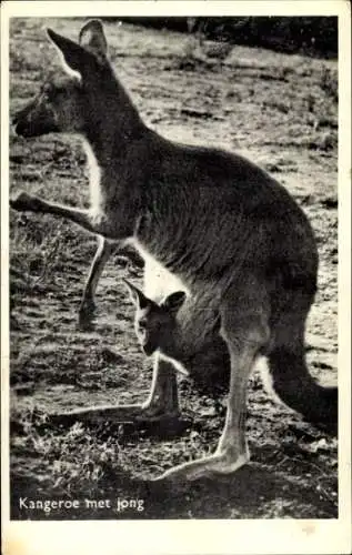 Ak Känguru mit Jungtier