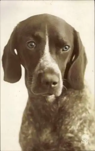 Foto Ak Brauner Hund, Tierportrait