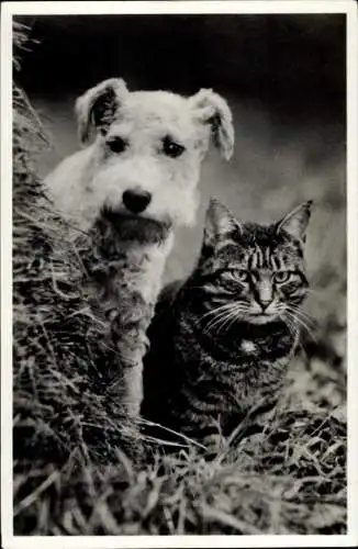 Ak Terrier und Katze, Tierportrait