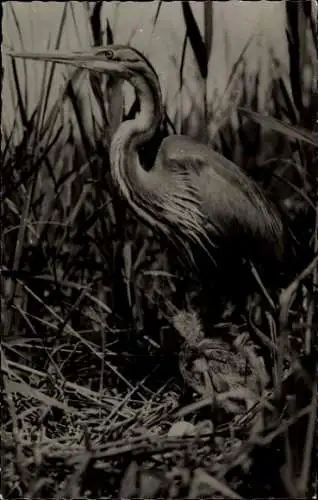 Ak Purpurreiher, Vogel