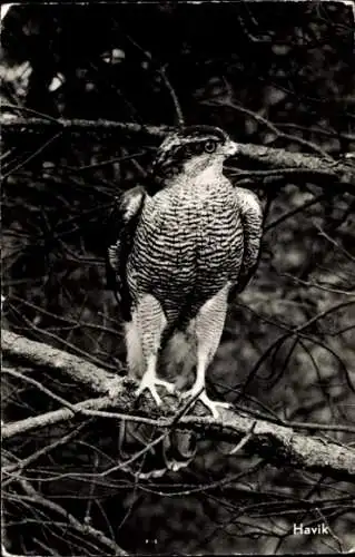 Ak Habicht, Vogel, Zweig