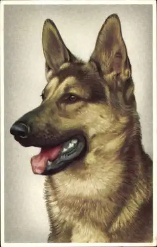 Ak Schäferhund, Tierportrait