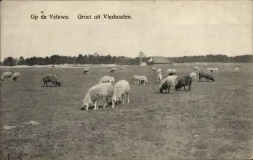 Ak Vierhouten Gelderland, Veluwe, Schafe auf der Weide