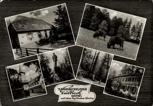 Ak Eulbach Michelstadt im Odenwald, Jagdschloss, Bisons, Denkmal, Fachwerkhaus