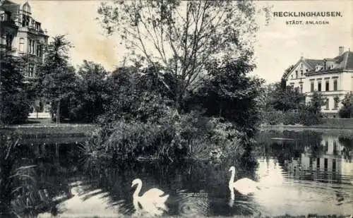 Ak Recklinghausen im Ruhrgebiet, Städtische Anlagen, Schwäne, Teich