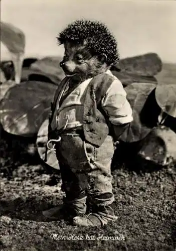 Ak Mecki der Igel, Mein Herz hat Heimweh