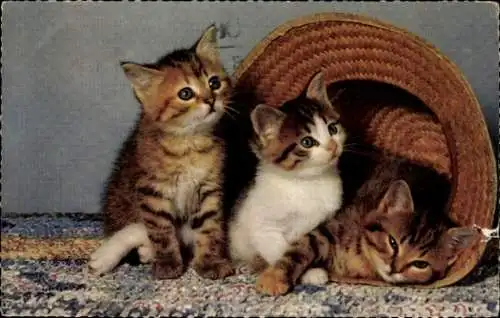 Ak Drei junge Katzen, Strohhut