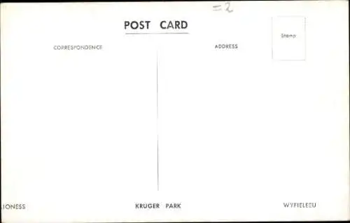 Foto Ak Löwin, Tierportrait