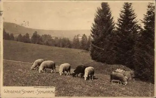 Ak Schwarzwald, Weidende Schafe, Bäume
