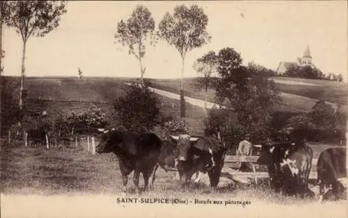 Ak Saint Sulpice Oise, Boeufs aux paturages