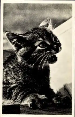 Foto Ak Junge Katze, Tierportrait