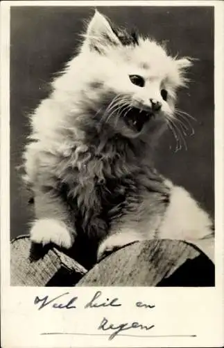 Foto Ak Junge Katze, Tierportrait