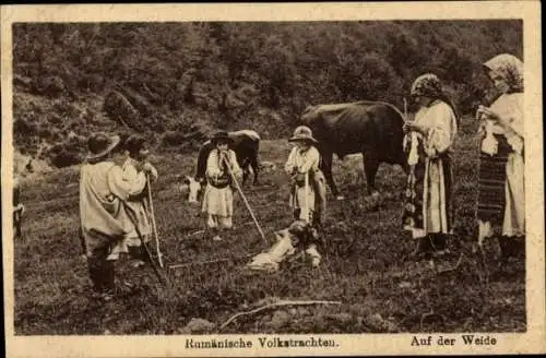 Ak Rumänische Volkstrachten, Auf der Weide, Bauern, Kuh